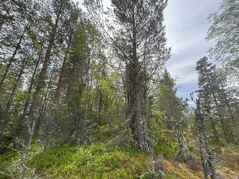 Inni der et sted er hovedtoppen Trengsåsen på 425 moh.