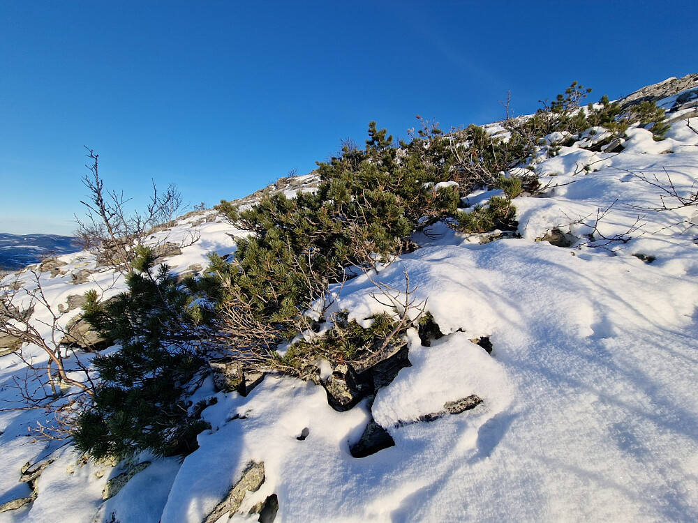 Furu som klorer seg fast i bratta