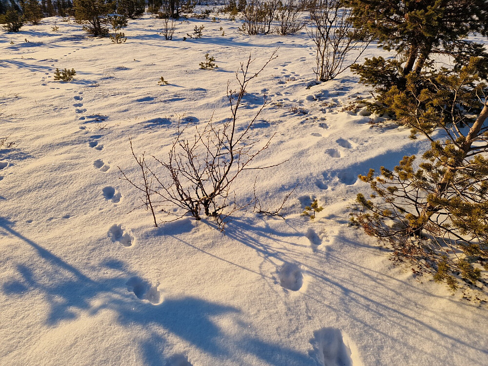 Storebror og lillebror