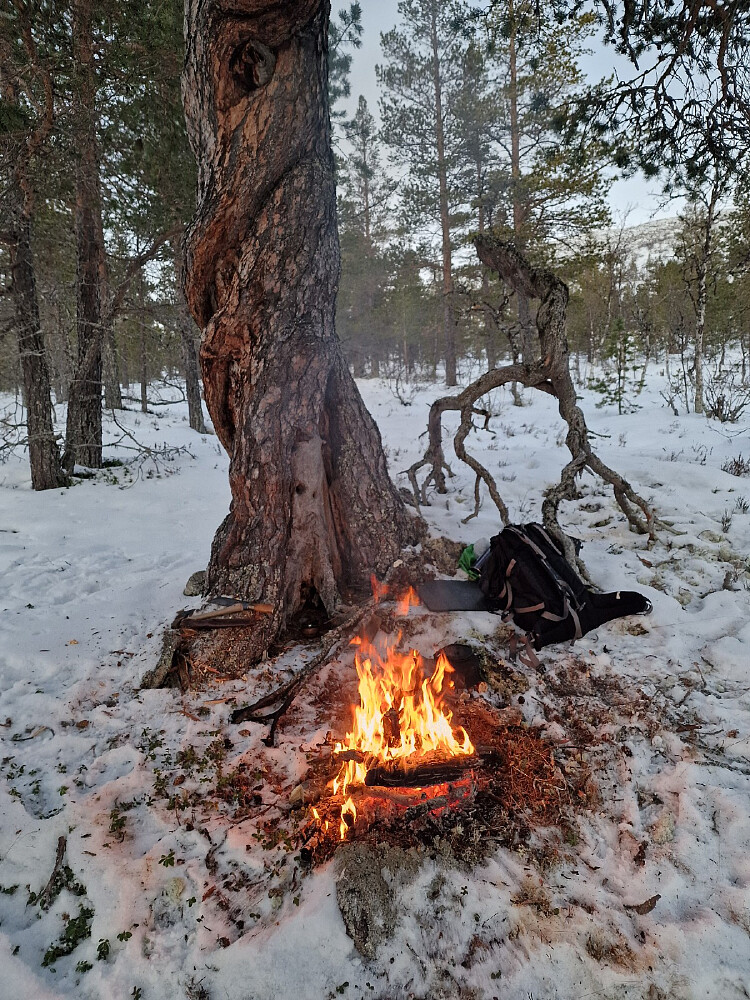 Ei diger gammel furu ble vert for kaffebålet.