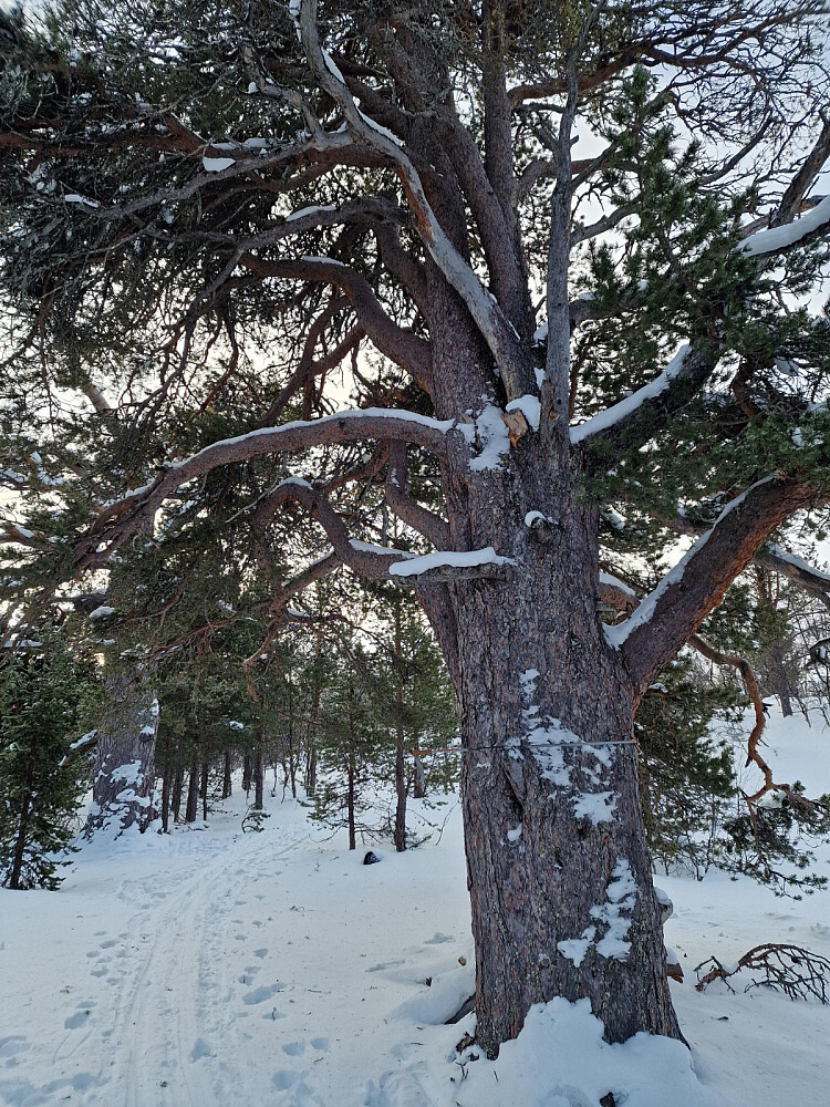 Legg merke til staven på bildet