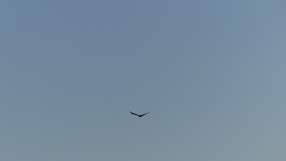 I "dalen" mellom Størhøa og Korsbergshøa kom det plutselig en kongeørn flaksende i lav høyde. Etter hvert seilet den på vingene. Jeg tror den satt på bakken foran meg et sted. Jeg tenkte kanskje jeg hadde skremt den av et bytte, men det var veldig steinete og blokket, så det var vanskelig å få oversikt.