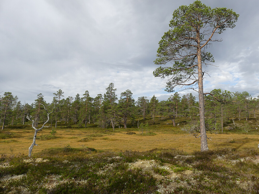 En tur gjennom trivelig terreng.