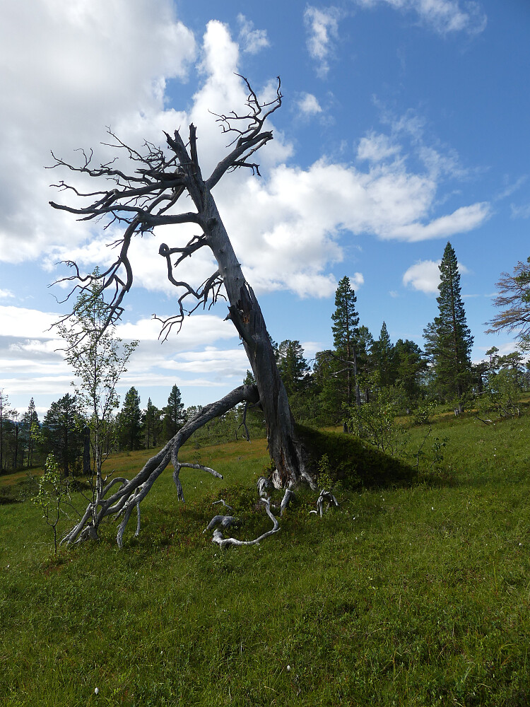 Kongen på myra.