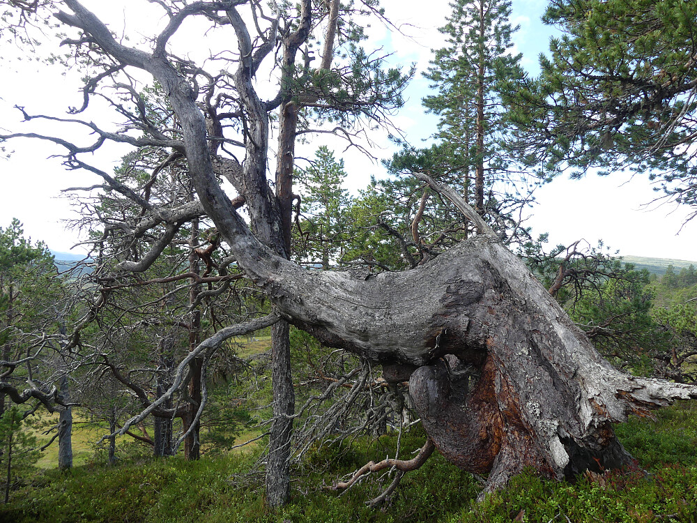 Gammel og krokrygget.