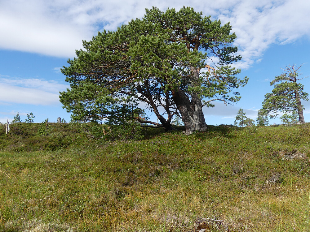 Like brei som høy!