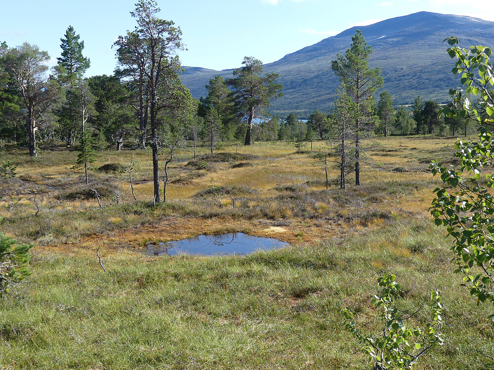 Et snev av høstfarger.