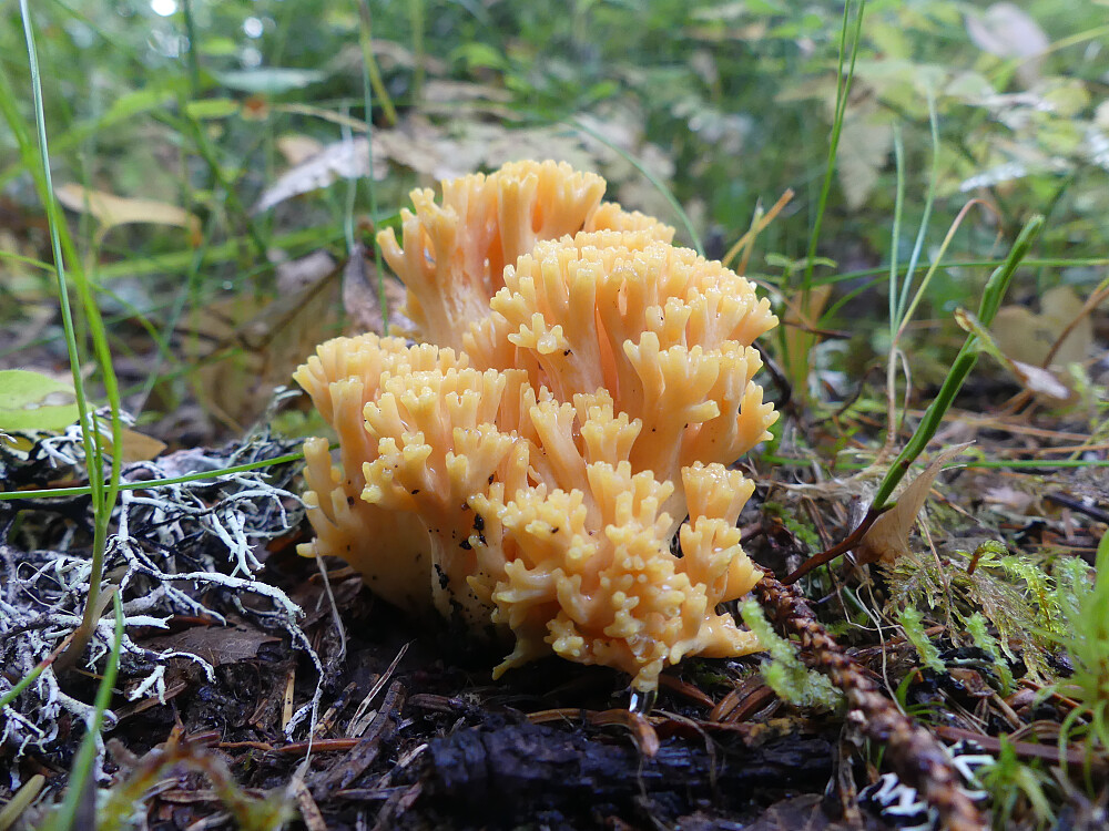 En av korallsoppene.