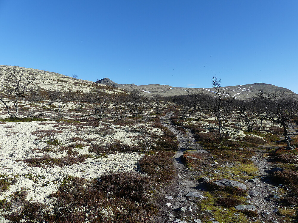 Etter T-stien mellom Raudsjødalen og Holøydalen.