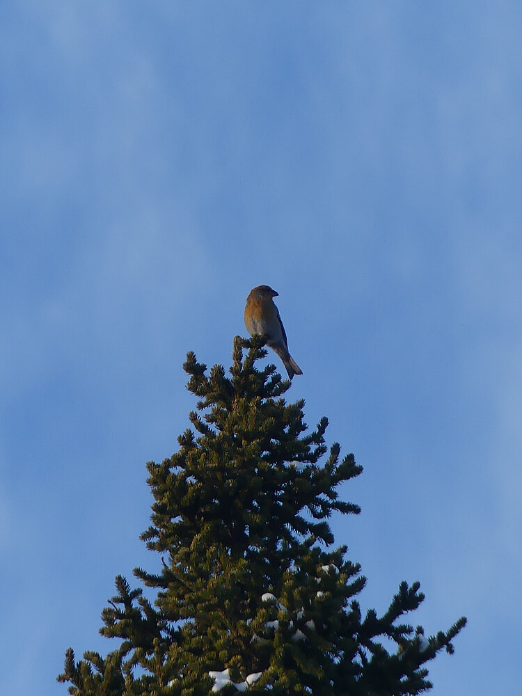 En av flere konglebit vi ser på turen. Her en hunn.
