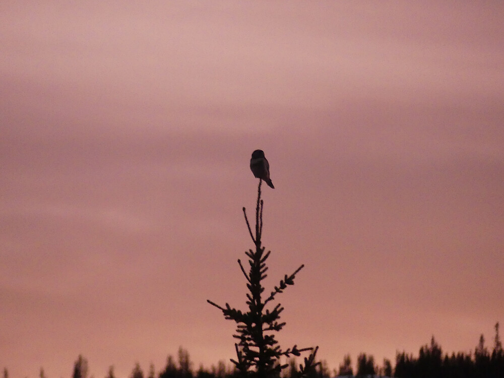 Ei av dagens 3 haukugler.