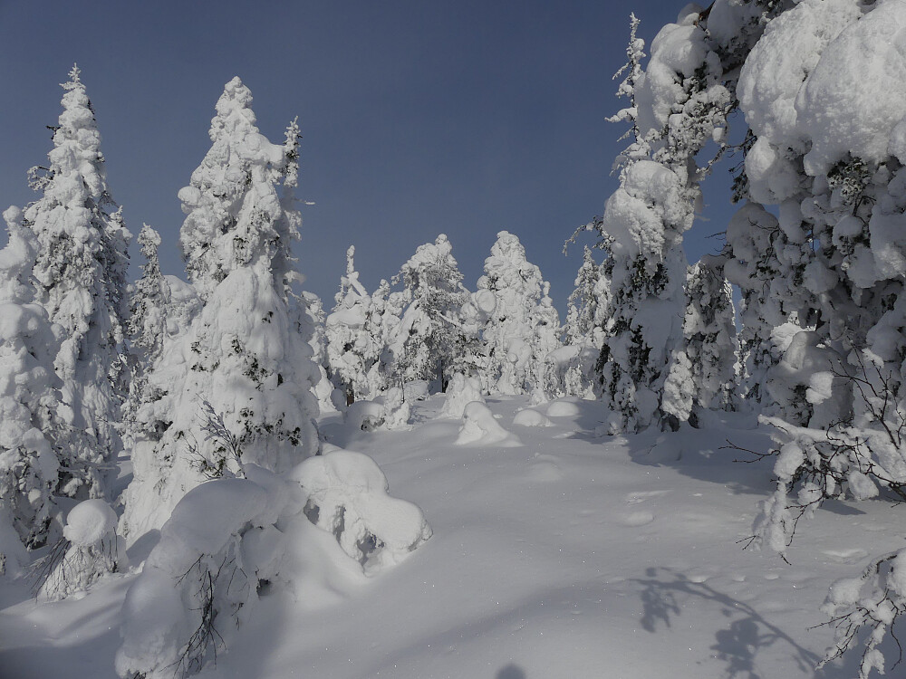 Det er godt å komme inn i jomfruelig vinterlandskap!
