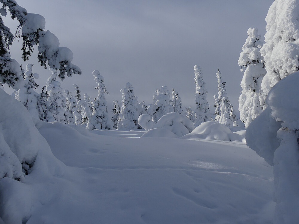 Rypespor i snøskulpturparken.