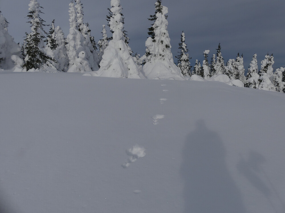 En hare har vært ute på nysnøen.