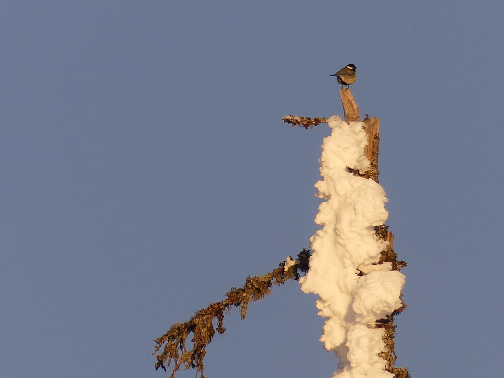 En våryr og sangglad kjøttmeis er også i farta.