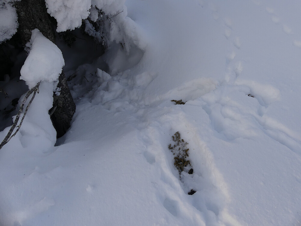 To ryper har ligget i dokk like ved løypa mi.