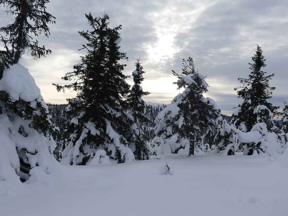 På Granfjellet, 824 moh. Toppen på Engulvsfjellet skimtes mellom trærne. 