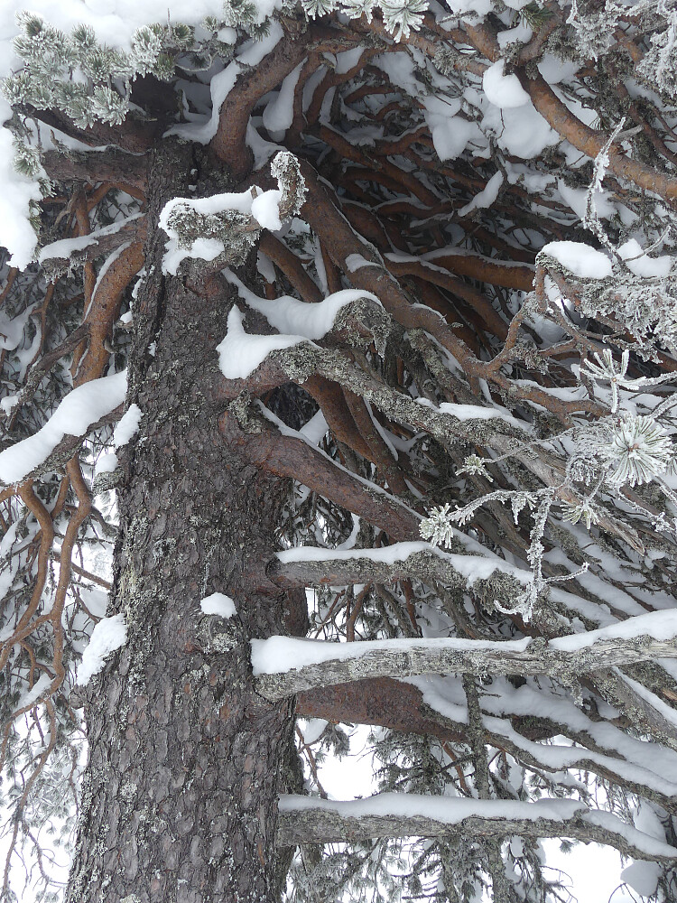 Trollfurua oppunder Digeråsen.