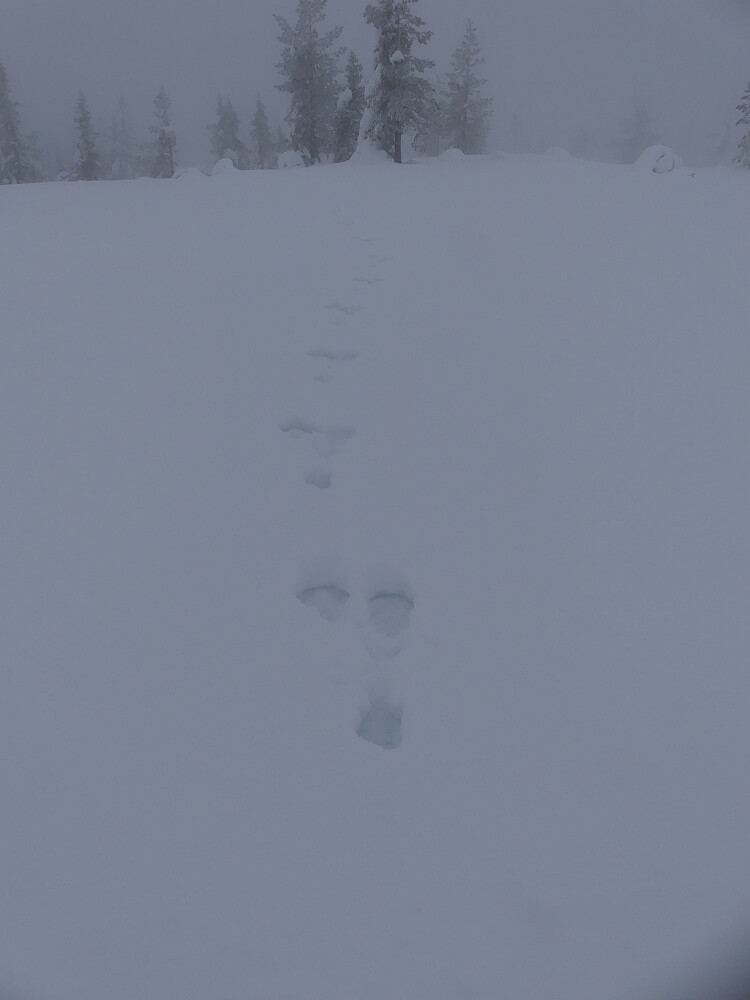 Denne skremmer jeg ut fra ei skjørtegran på toppen av Digeråsen.