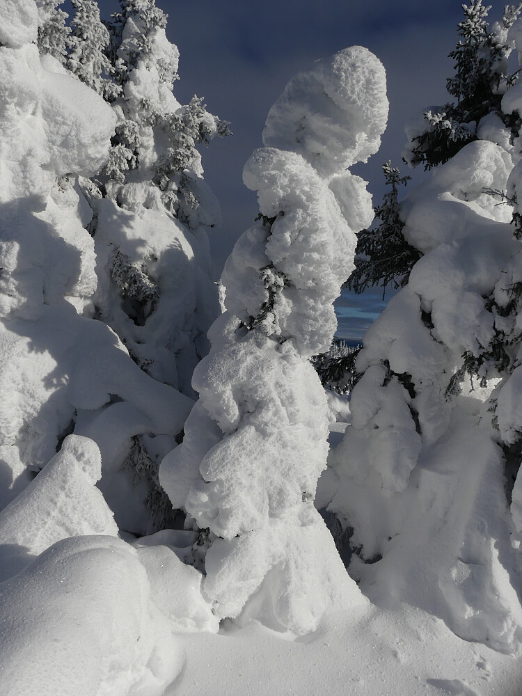Snøtung granskog på Nørdre Engulvsfjellet.