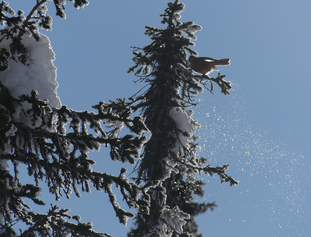 Jeg får et trivelig møte med ei lavskrike.