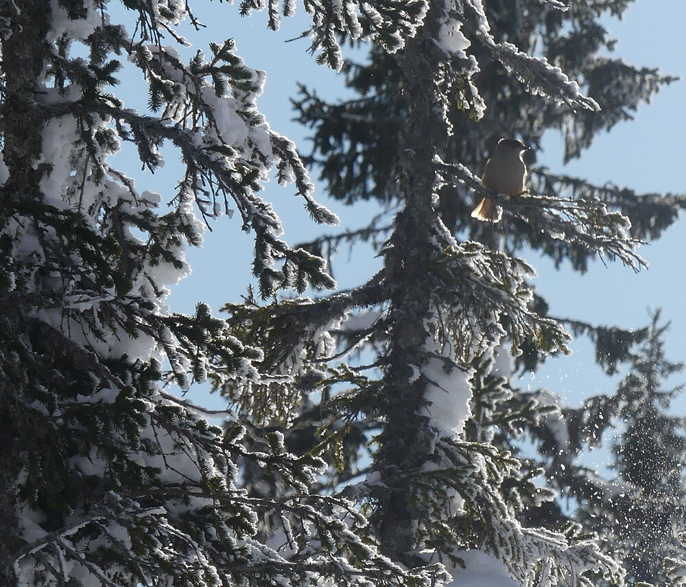 Lavskrika er en tillitsfull og nysgjerrig skapning!