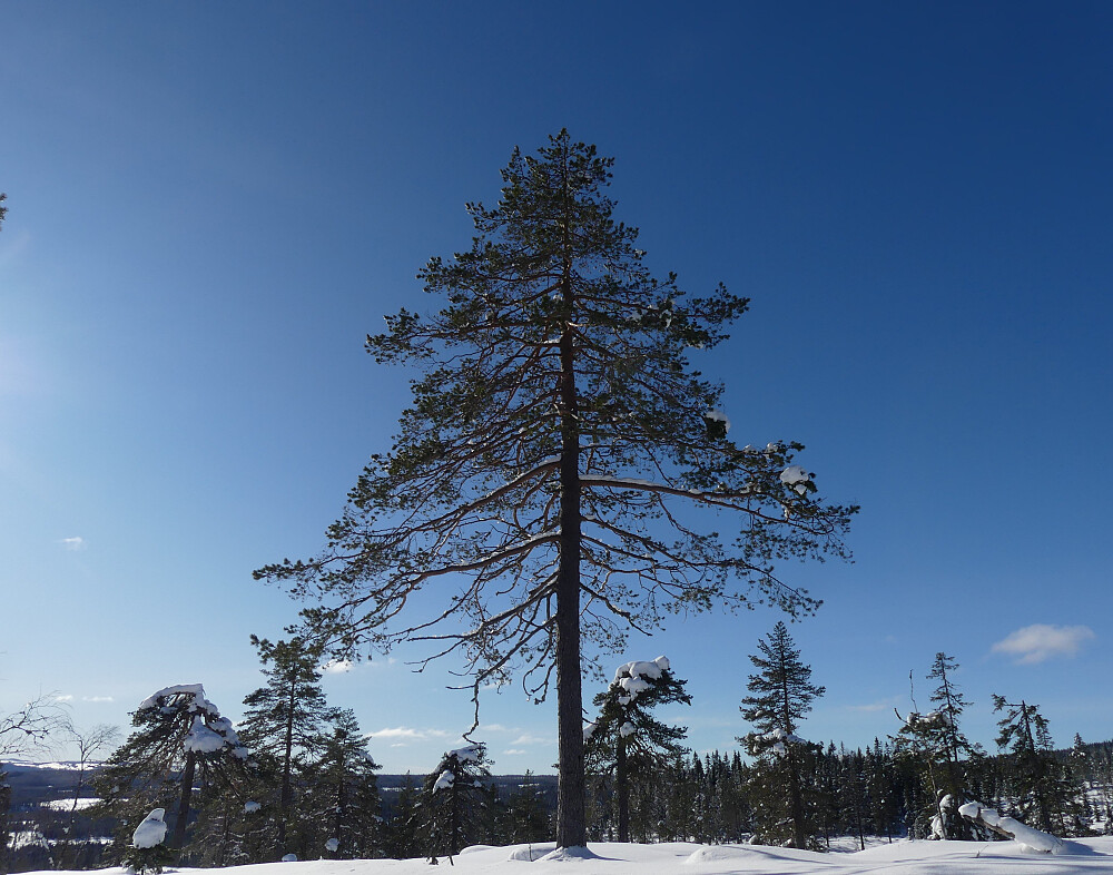Denne kjempen bor på toppen av Sørøst for Digeråsen.