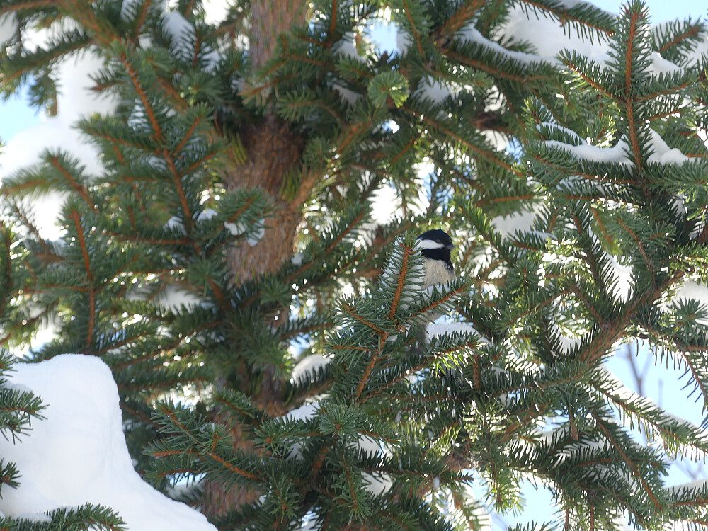 En svartmeis på næringssøk. Den er godt kamuflert i granbaret.
