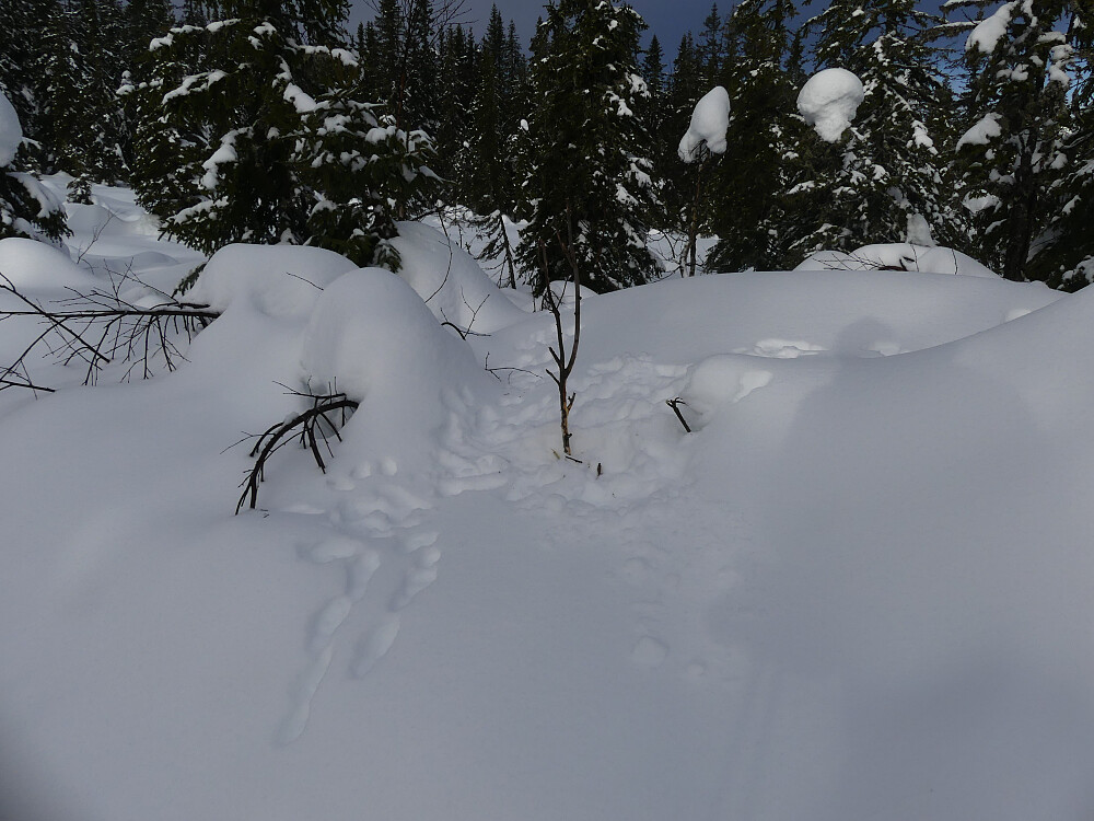 En hare har kost seg med noen bjørkeskudd i løpet av natta.
