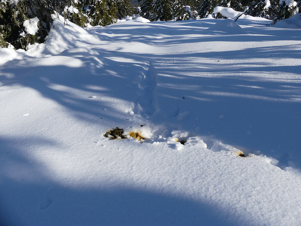 En tiur har også vært ute på morraskvisten. Jeg følger sporene en hel km før den tar vingene fatt. 