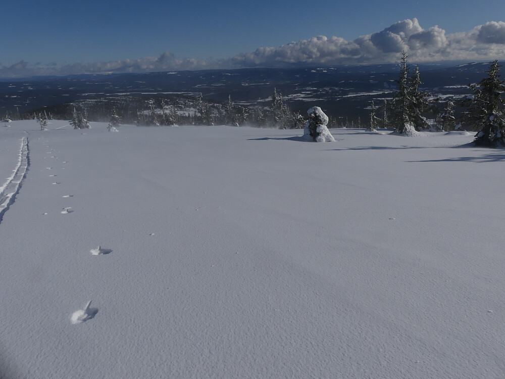 Vinden øker på da jeg kommer meg opp i høyden og ut i mer glissen skog.