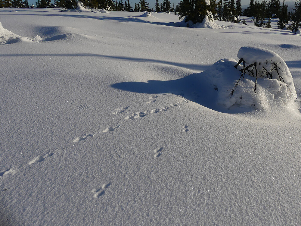Krysning av røyskatt og rype!