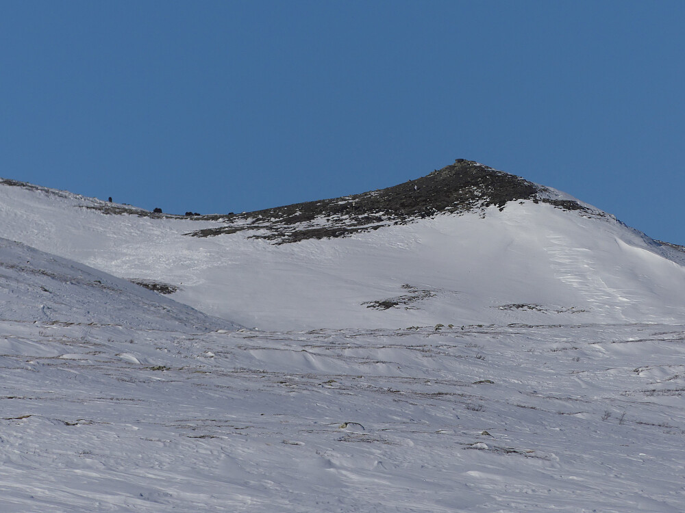 Moskus i løypa! Vi holder avstand og starter oppstigningen før enn vi har planlagt.