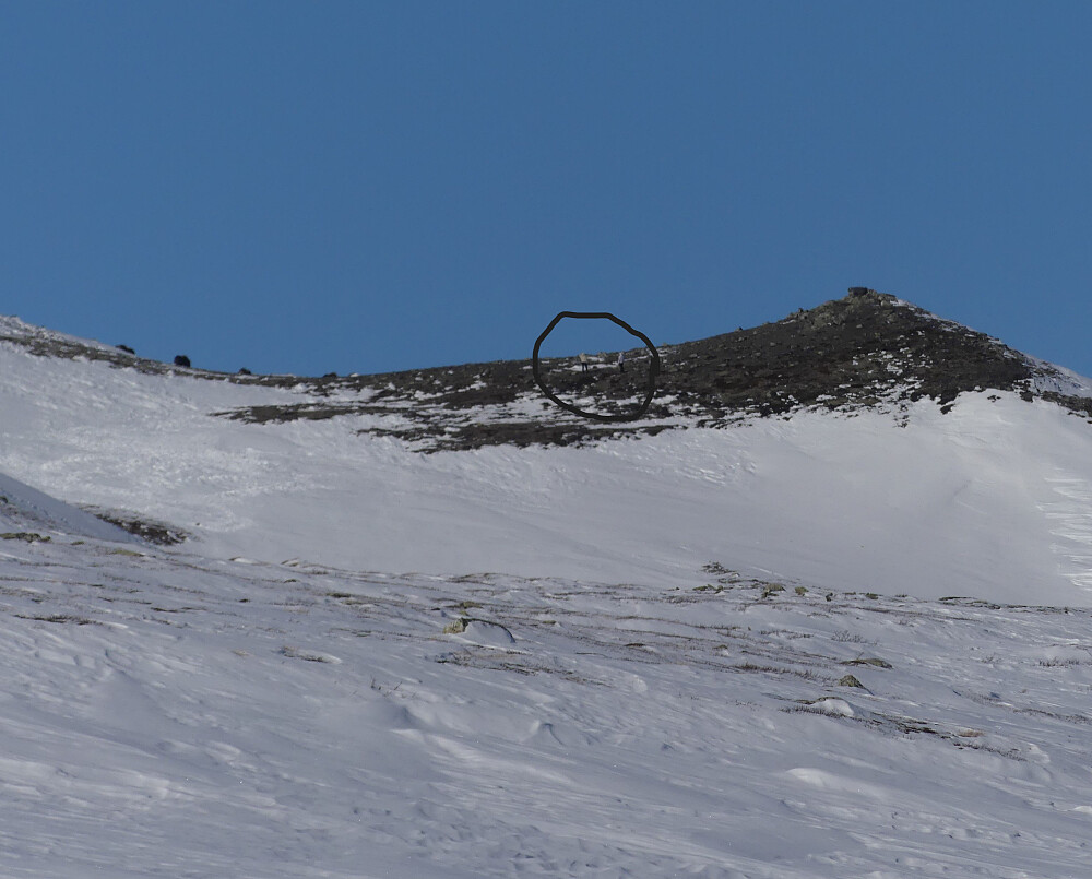 Men ikke alle er like flinke til å holde avstand. Disse to står ikke mange metrene unna flokken.