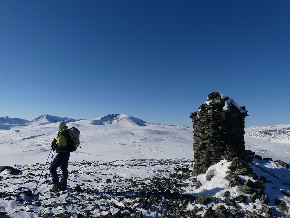 På toppen. Mye ferske spor etter moskus rundt toppvarden, men ingen dyr å se.