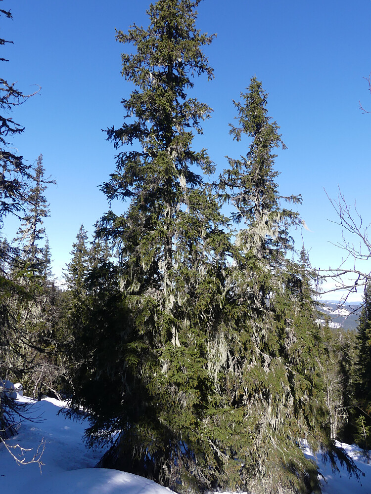 Jeg er så heldig å gå meg på en relativt stor forekomst med huldrestry. Begge disse granene pluss noen til har mye av den sterkt truede laven voksende på seg.