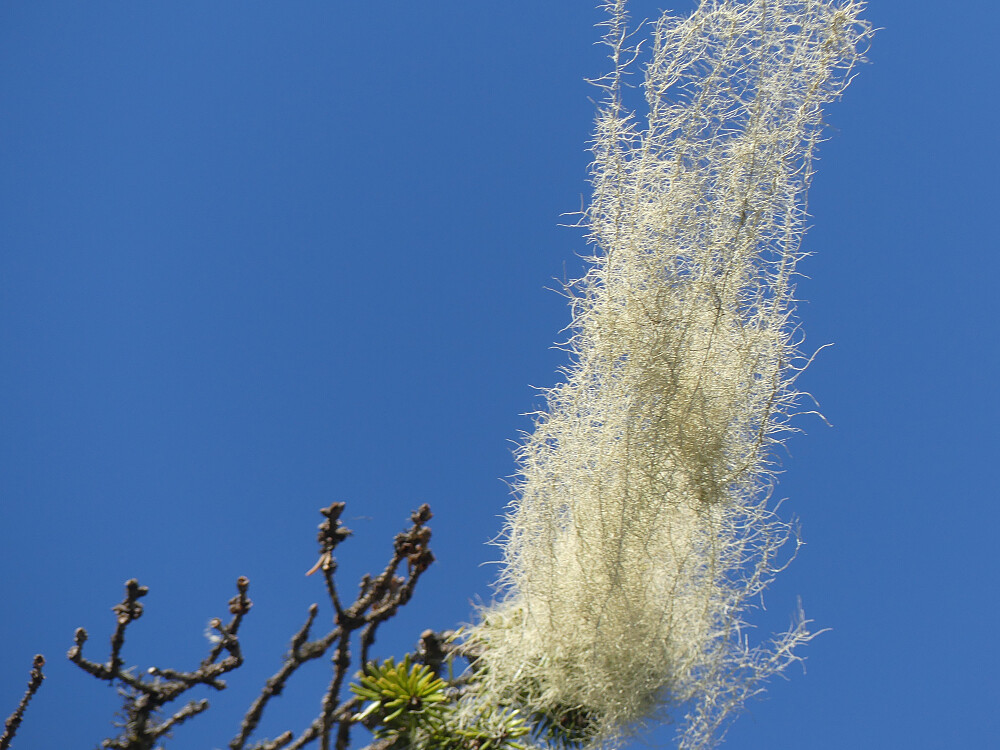 Flagrende huldrestry!