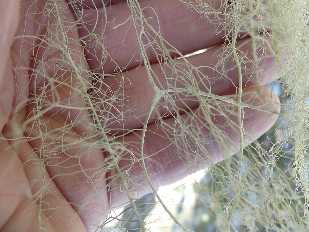 Huldrestry og gubbeskjegg i skjønn forening!