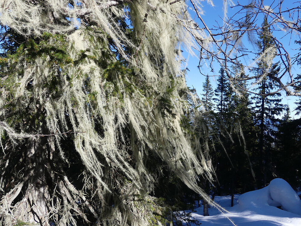 Enda mere huldrestry!