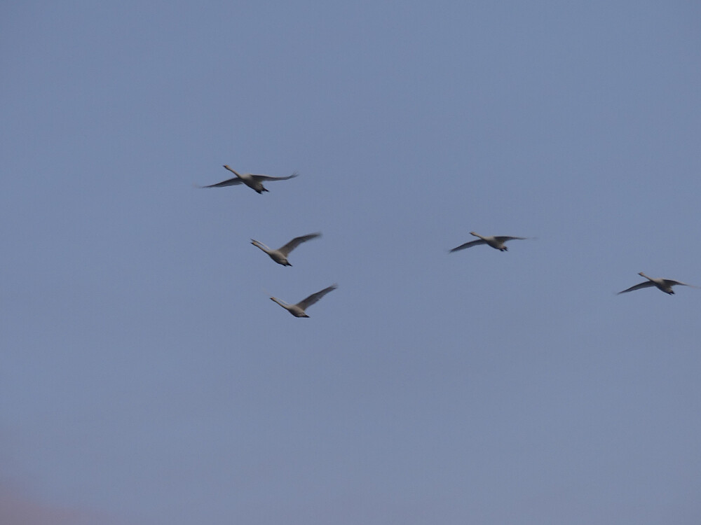 Noen overflyvende sangsvaner på vei mot nord viser at våren er i anmarsj!