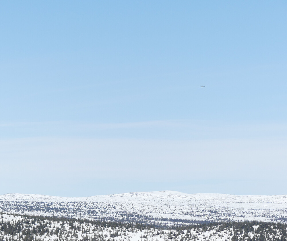Fra Engulvsfjellet og mot Hemmelkampen. Prikken på himmelen er en stor rovfugl av et eller annet slag.