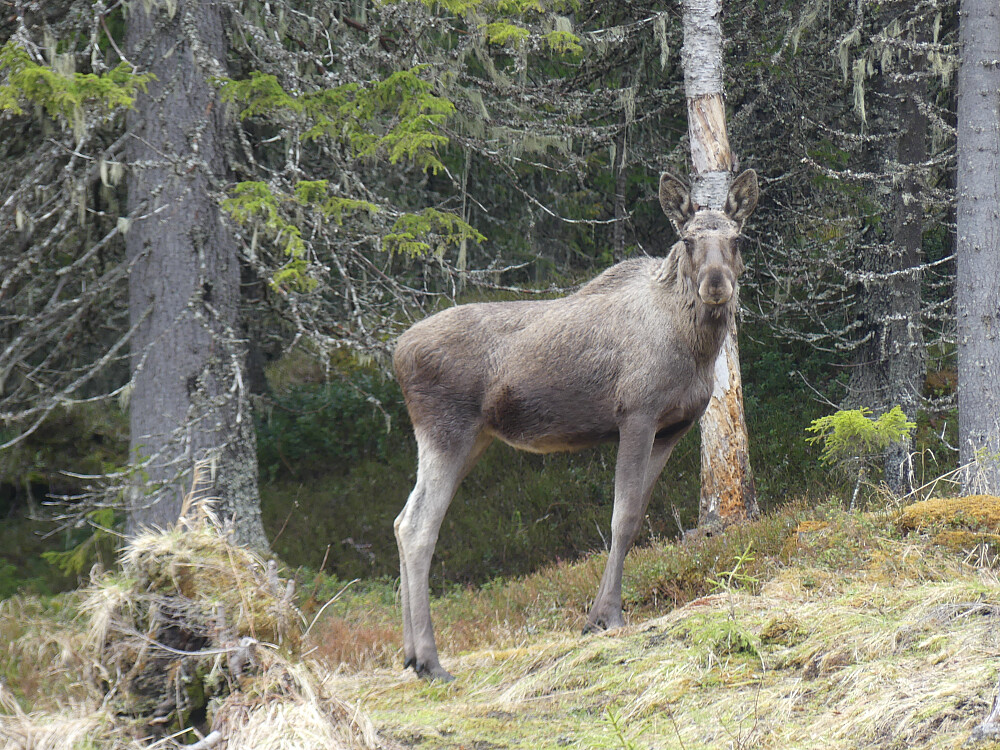 Jeg går meg på denne fjorårselgen;..