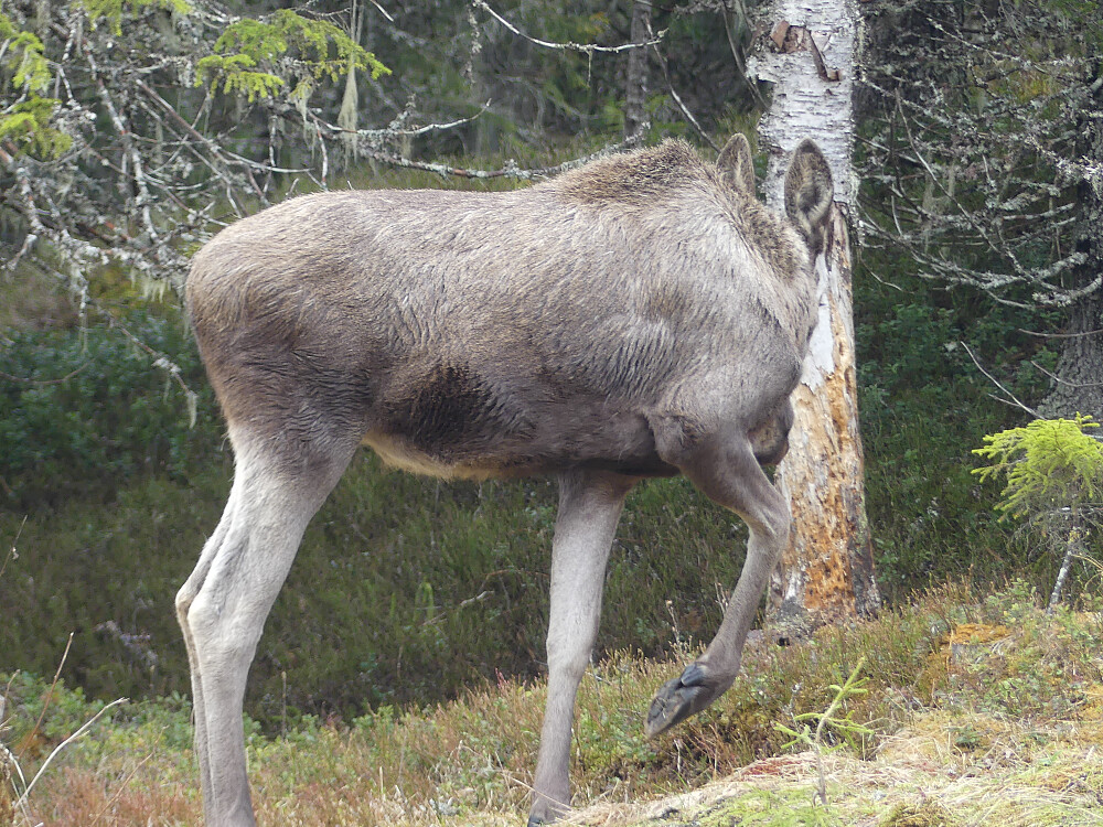 Til slutt lusker den rolig vekk og blir borte i skogen.