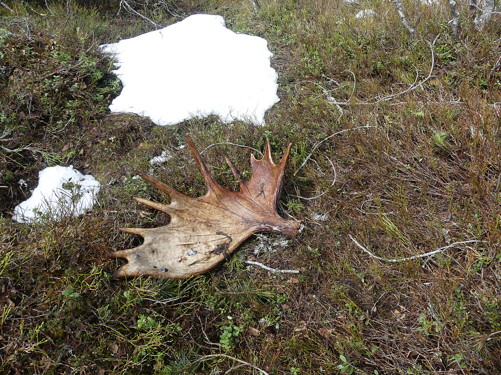 Jeg finner dette gedigne fallhornet på toppen av Skardhaugen, et 12-taggers som jeg hanker med meg ned igjen.