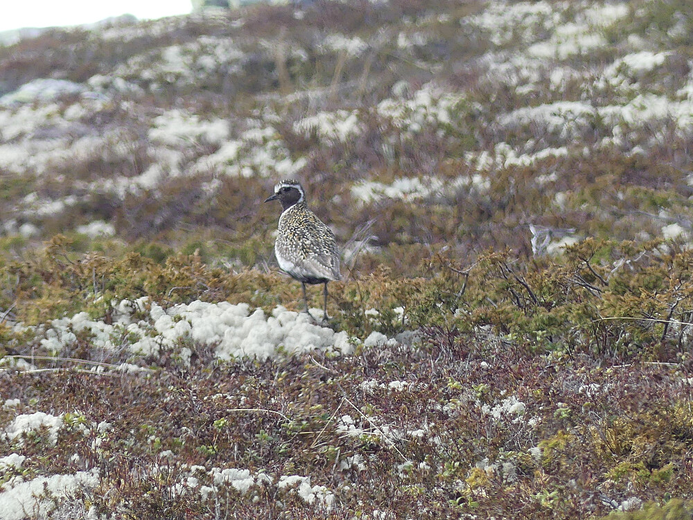 Jeg ser bare en heilo på hele turen. Det bør være mange flere!