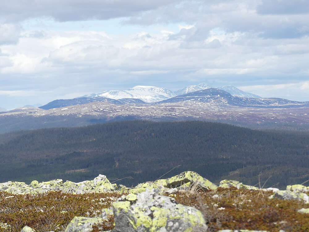 En snøkvit Sølen i nord.