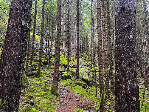 Fint i skogen over Havåg
