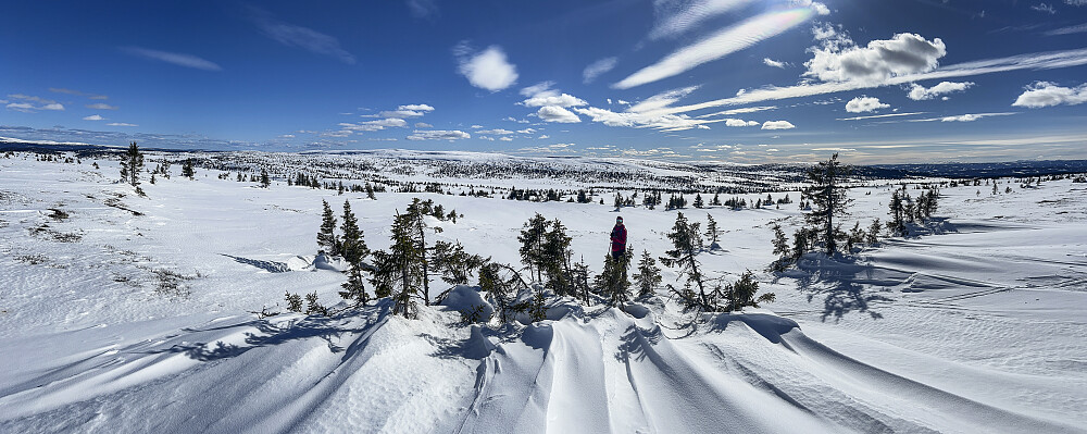 På Sjøsæterfjellet