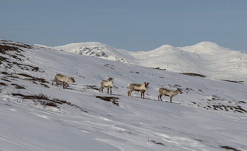 Alltid hyggelig å møte disse