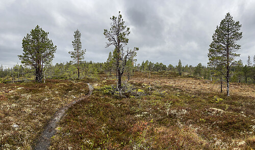 Bedre terreng etter å ha passert myrene